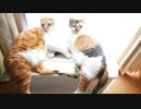叔母猫と母猫が『きゅんです』を作ってくれました