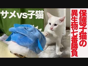 試練の異生物七番勝負！保護子猫vsサメとかナスとかオカンとか