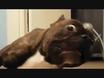 ホモと見る　実はカメラがめっちゃ気になるイヌ