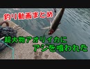 【釣り動画まとめ】大物のアオリイカがアジに食いつきました！もはや釣りじゃない！エギング ヤエン イカ釣り