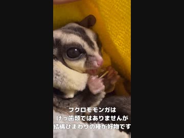 フクロモモンガ 】おやつにひまわりの種、大好き！ #おはモモンガ #蜜