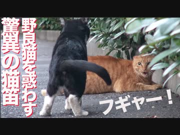 フギャー！の猫笛、野良猫たちを惑わす