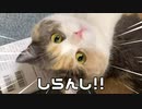猫も「おおきに」を言うそうで！！