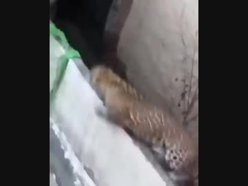 ホモとみるインドのレイドイベント