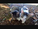 いつも一緒の仲良し野良猫と一緒に遊んでもらったｗ【野良猫】【感動猫】