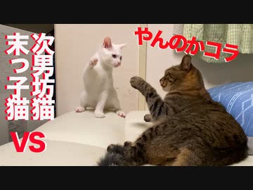 子保護子猫、国民的次男坊猫へのリベンジに挑む
