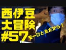 西伊豆大冒険#57