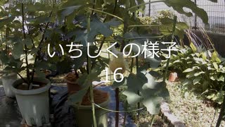 いちじくの様子１６