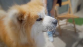 【僕にもちょうだい♪】おねだりする秋田犬がかわいすぎる❤️