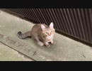 今日も日課のパトロール