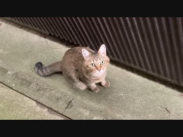 今日も日課のパトロール