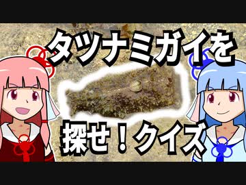 【琴葉姉妹の磯遊び】クイズ：タツナミガイを探せ！【VOICEROID解説】