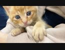生後1カ月の保護子猫がお迎え2日後に元気に遊ぶ様子
