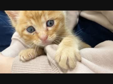 生後1カ月の保護子猫がお迎え2日後に元気に遊ぶ様子