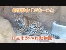 新猛獣舎「がおーこく」！！(日立市かみね動物園)