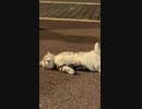 猫はレーザーポインターを使って、疲れて寝てしまった。