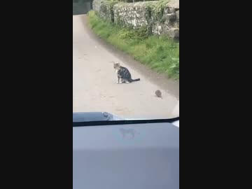 ネズミに追いかけられる猫