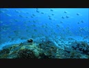 キンメモドキの群れ！沖縄・慶良間諸島国立公園
