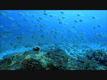 キンメモドキの群れ！沖縄・慶良間諸島国立公園