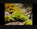 【NNIオリジナル】Moss