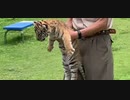 人間が大好きなトラの赤ちゃん