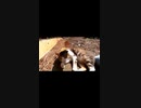 地域猫と仲良くなった日はいい事ある気がする#Shorts【野良猫】【感動猫】