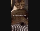 ボンボンしっぽ猫(^. ̫ .^♡)੭