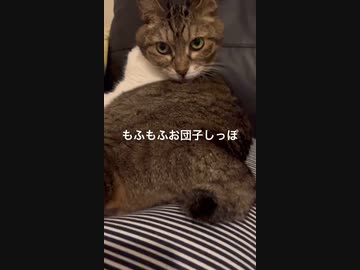 ボンボンしっぽ猫(^. ̫ .^♡)੭
