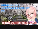 【ボイロ車載】車載動画にかこつけてエロ音声作品あるあるを言います#6【和歌山 紀の川市 桜のトンネル】