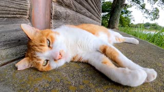公園の野鳥小屋裏でよく喋る猫が寝ていたのでナデナデしてきた