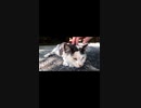 猫神社に行くと猫がいっぱい落ちてるｗｗ#Shorts【野良猫】【感動猫】