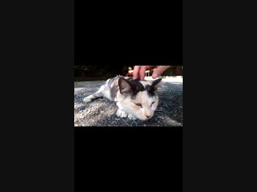 猫神社に行くと猫がいっぱい落ちてるｗｗ#Shorts【野良猫】【感動猫】