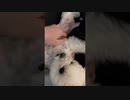 飼い主が帰ってきた時の愛犬の反応が可愛すぎる□□□