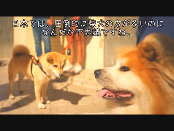 【愛され日本犬❤️】イタリアの田舎でも愛される秋田犬と柴犬♪