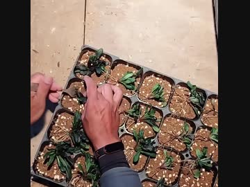 農作業-アジュガの株分け作業
