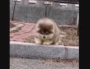 ホモと見る　何をするにも一緒な２匹の柴犬が可愛すぎる
