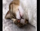 寝ピクがすごい(( _ _ ))..zzzZZ