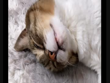 寝ピクがすごい(( _ _ ))..zzzZZ