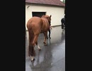 2017 Germany Europe ヨーロッパ旅行　ドイツ□□ ボルグホルツハウゼンに住む父の知り合いを訪ねた時の模様　厩舎で馬、犬と戯れる□□その2