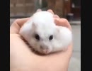 ホモと見る　まるで餅のようなハム