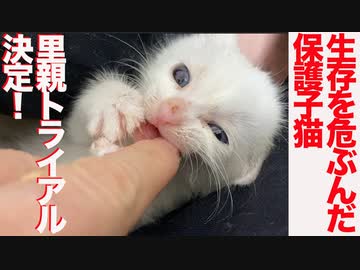 生存を危ぶんだ保護子猫、里親のお申込を頂く