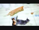猫じゃらしは毎日の日課