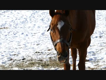 メイショウドトウと見る部屋に帰りたい愛麗數碼