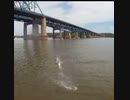 ホモと見る　瞬間的な反射神経で弾き飛ばされてしまう魚