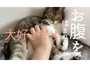 猫のお腹をもみもみもふもふ