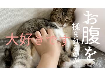 猫のお腹をもみもみもふもふ