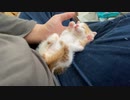 オス三毛猫、見た人に福を呼ぶ招き猫になる