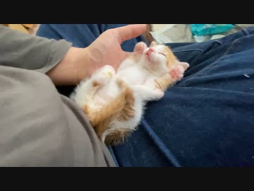 オス三毛猫、見た人に福を呼ぶ招き猫になる