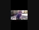 猫神社の橋で待ち合わせ中の猫#Shorts【野良猫】【感動猫】