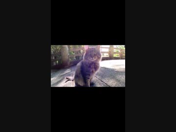 猫神社の橋で待ち合わせ中の猫#Shorts【野良猫】【感動猫】